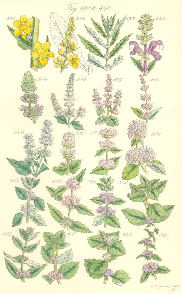 MINT FLOWERS.Horse Spear Pepper Bergamot Water Hairy Red Corn Field.SOWERBY 1890